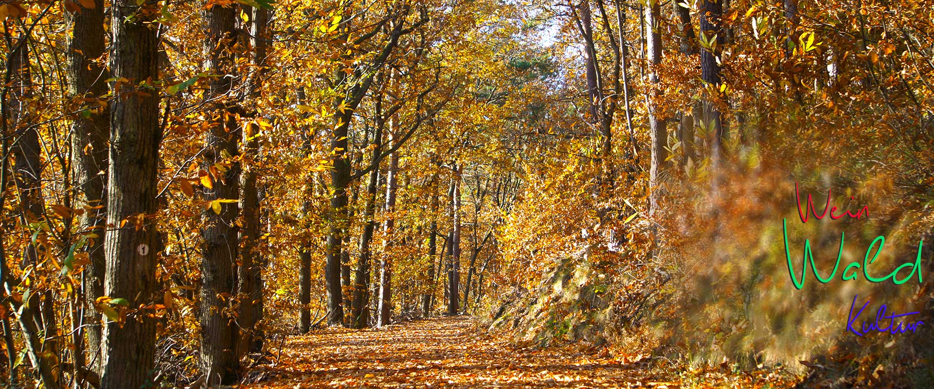 Waldweg