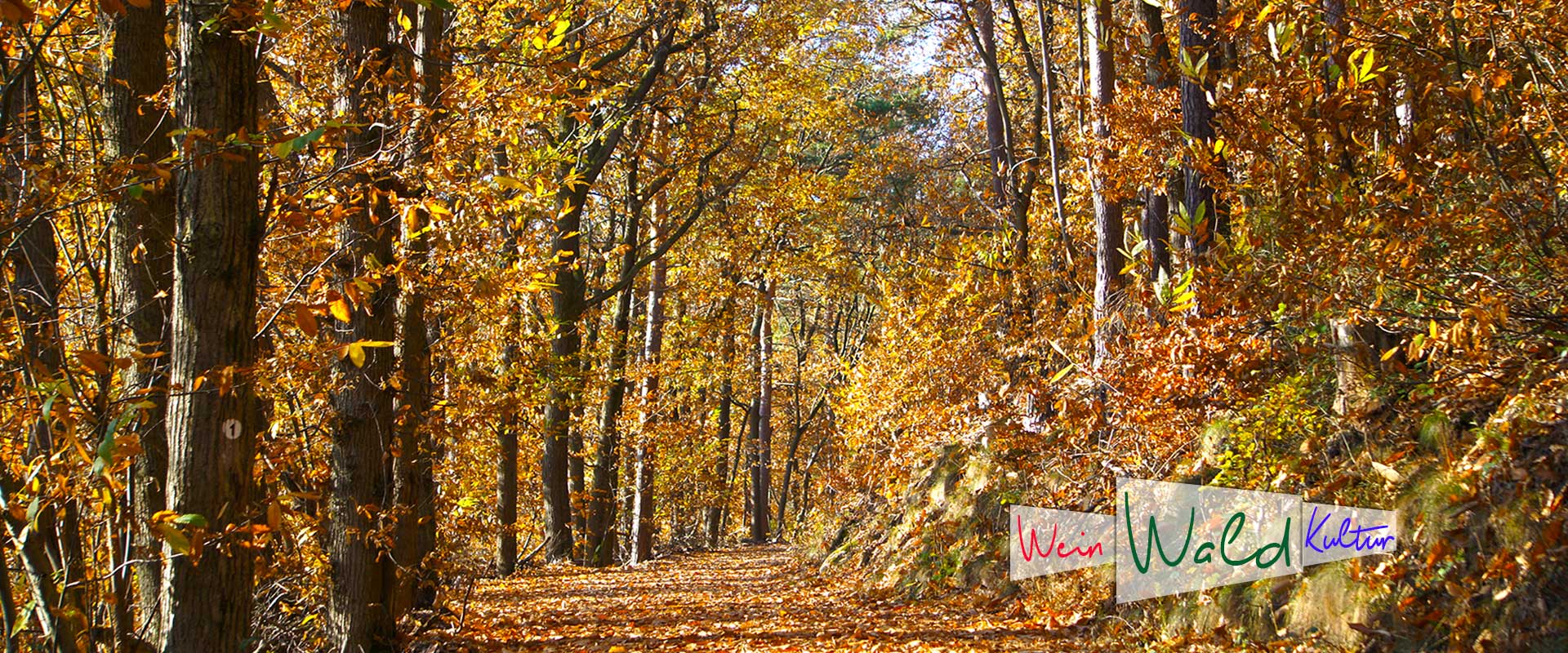 Waldweg