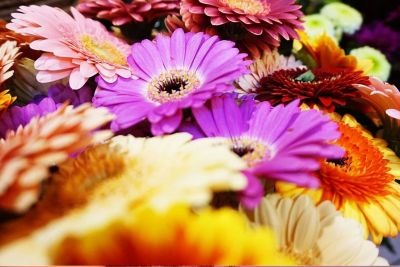 Blumenstudio Steinecker