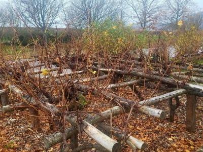 20251115-112531 20251115-112531